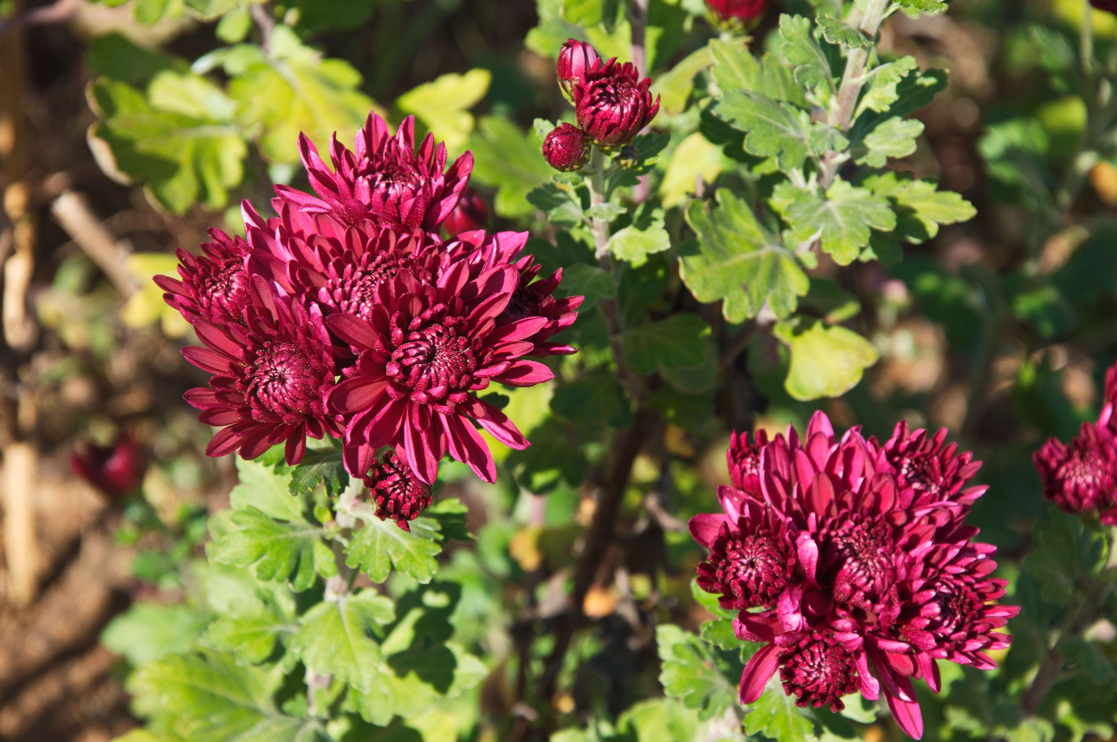 Image of Asteraceae