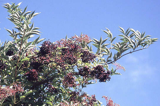 Image of Sambucus peruviana Kunth