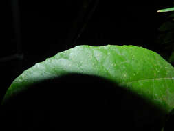 Image of Sorocea affinis Hemsl.