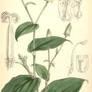 Image of Tricyrtis maculata (D. Don) J. F. Macbr.