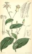 Image of Tricyrtis maculata (D. Don) J. F. Macbr.