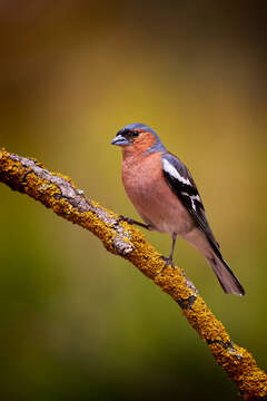 Imagem de Fringilla Linnaeus 1758