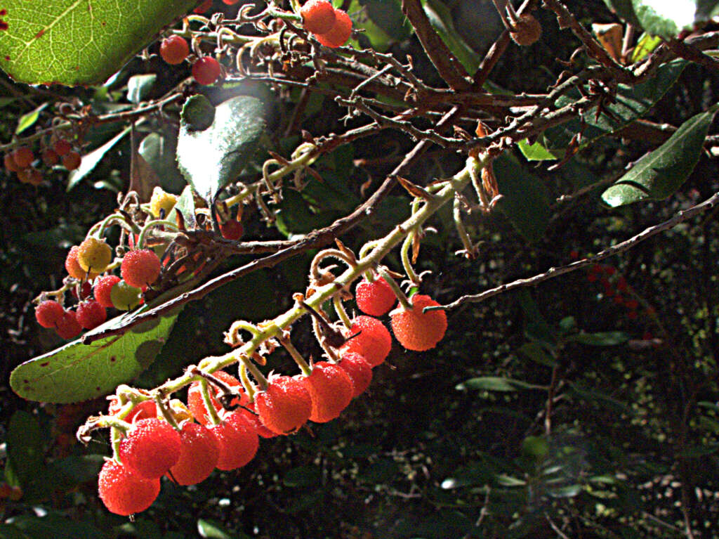 Image of summer holly