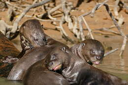 Image of giant otter