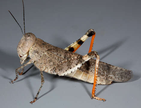 Image of Say's Grasshopper