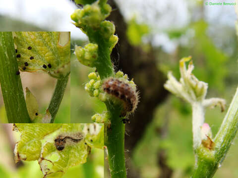 Image of Theresimima ampelophaga Bayle 1809