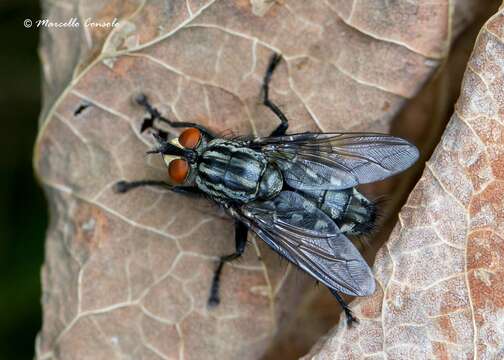 Image of Sarcophaga carnaria (Linnaeus 1758)