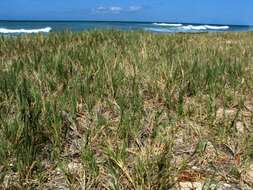 Image of seashore dropseed