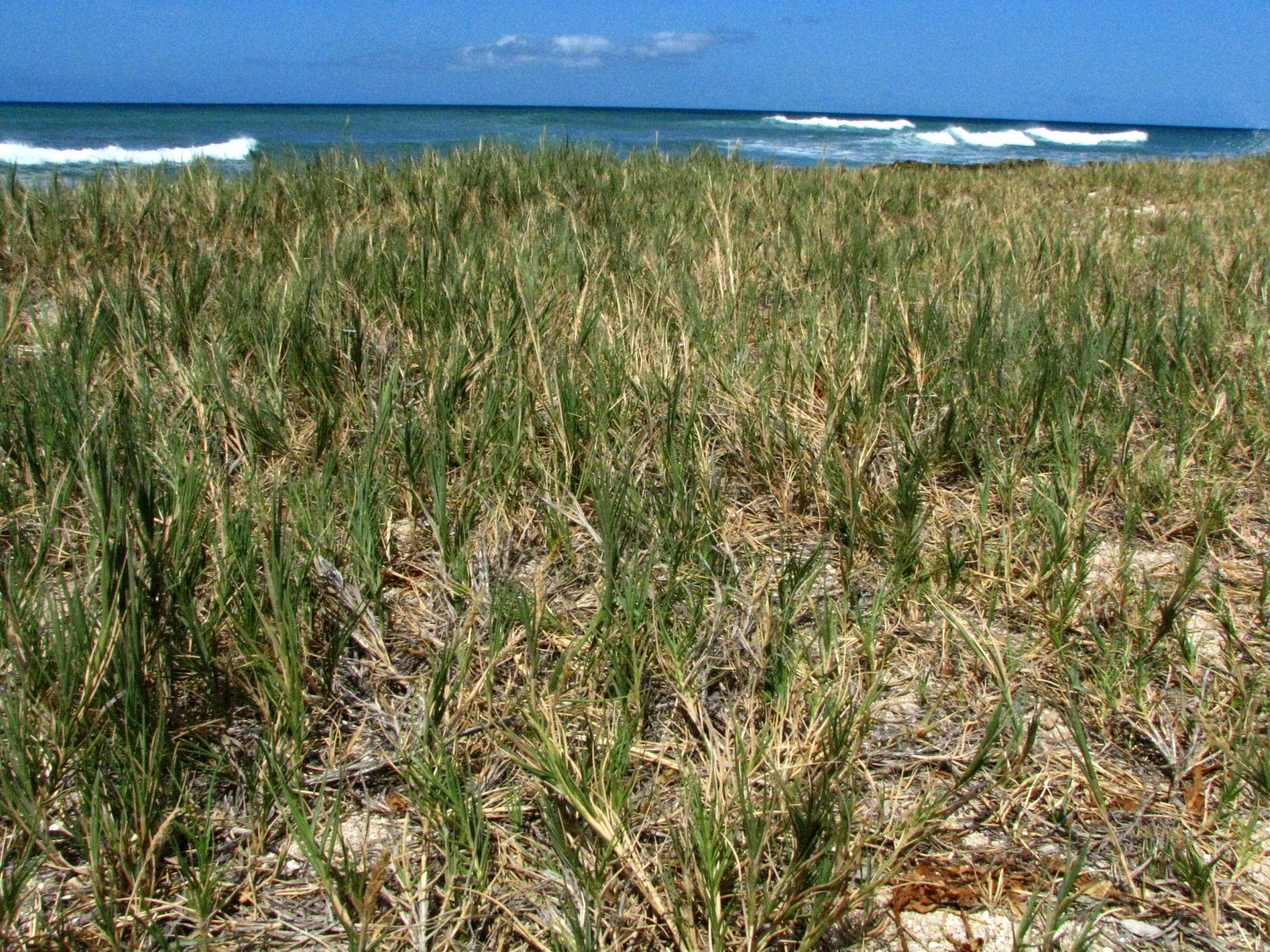 Image of seashore dropseed