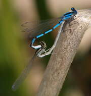 Image of bluet