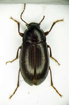 صورة Cylindronotus