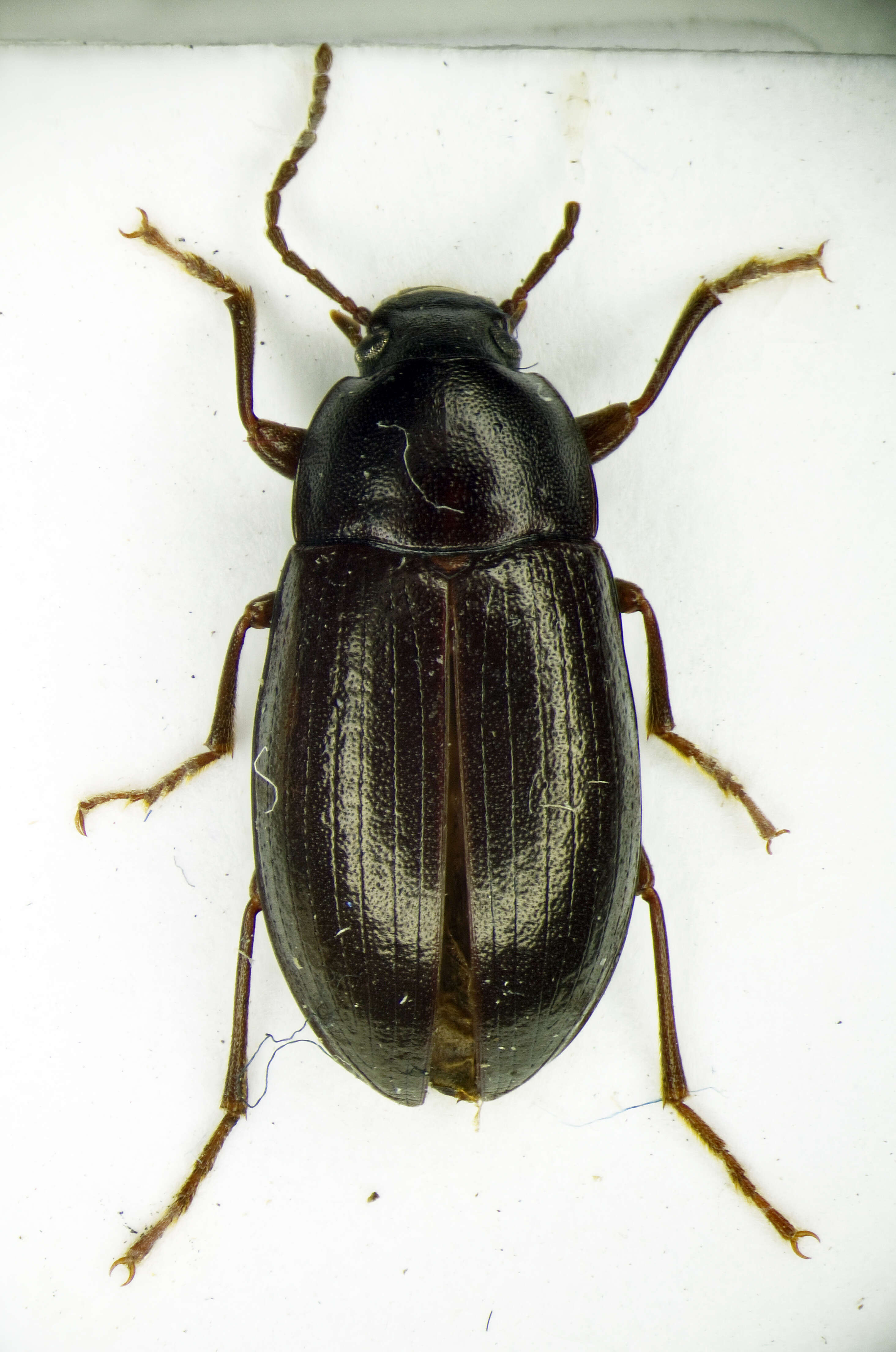 Imagem de Cylindronotus