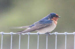 Imagem de Hirundo neoxena Gould 1842