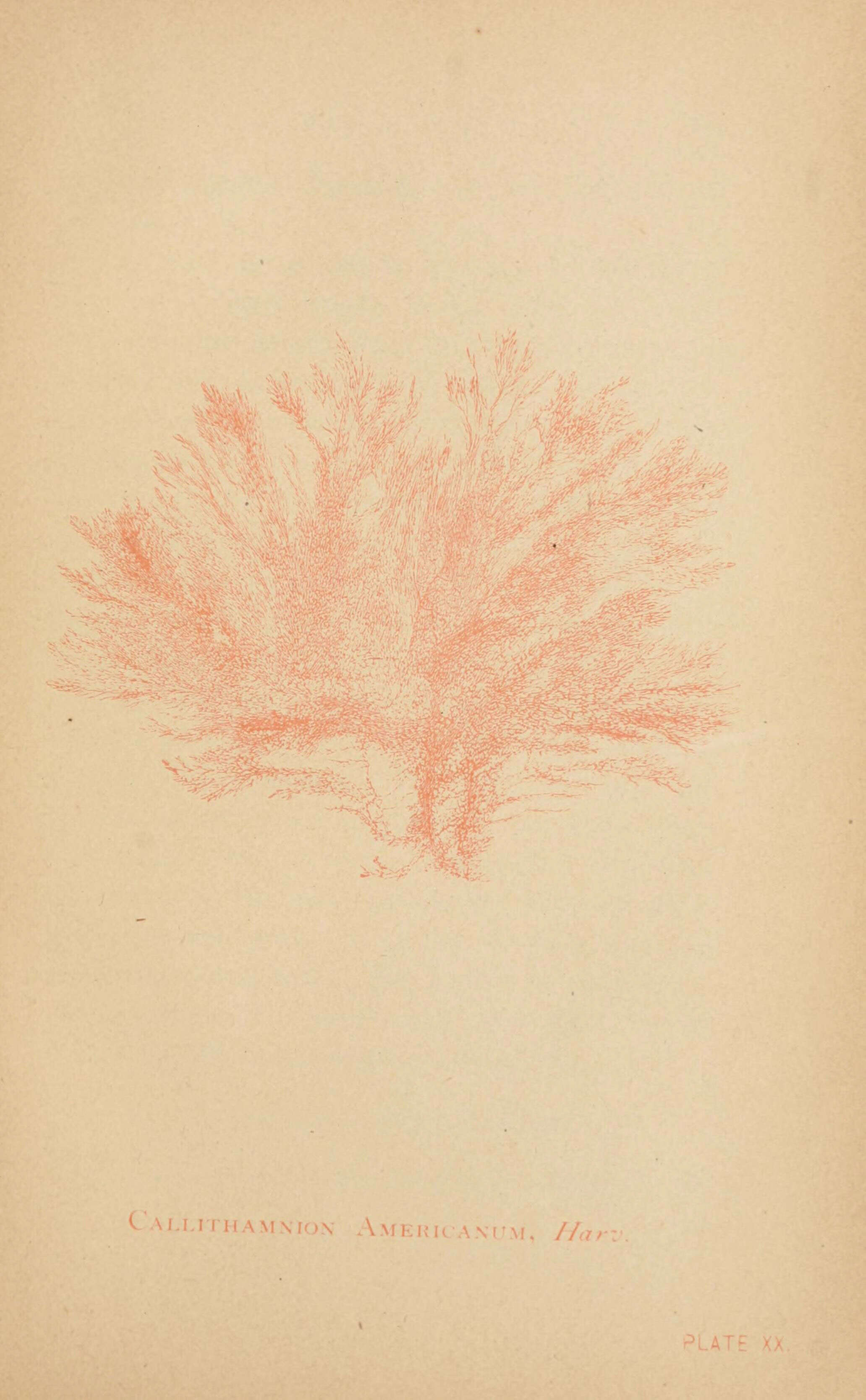 Image de Callithamnion Lyngbye 1819