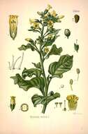 Image of Aztec tobacco