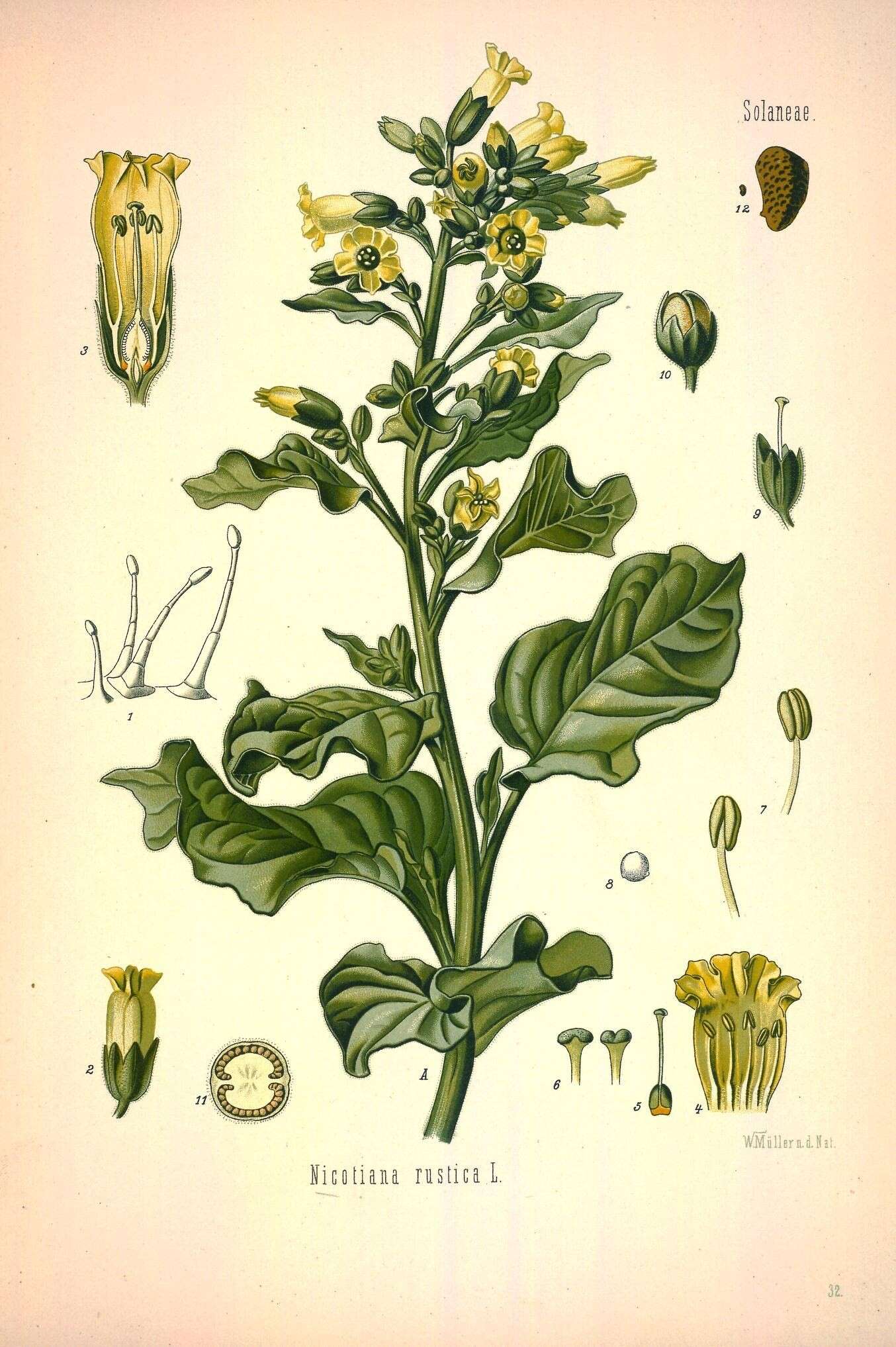 Image of tobacco