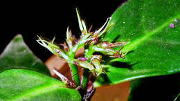 Herpetacanthus resmi