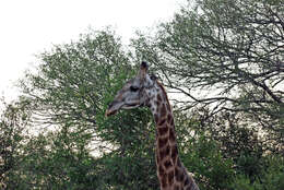 Image of Giraffe