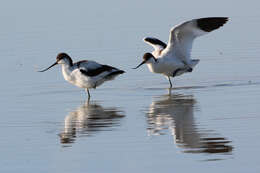 Image of Charadriformes