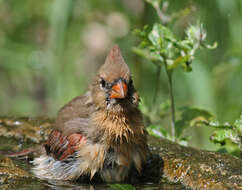 Image of Cardinalis Bonaparte 1838