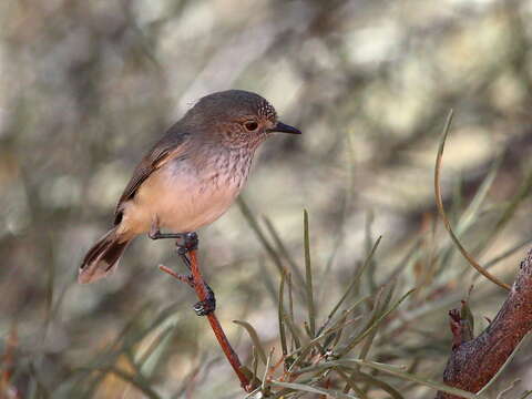 Image of Inland Thornbill