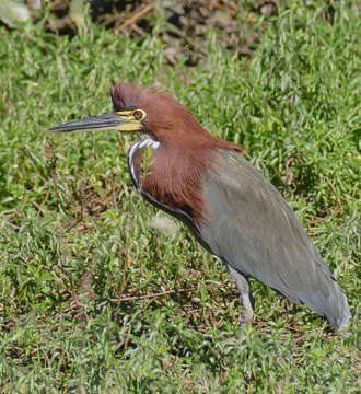 Image of Rufescent Tiger Heron