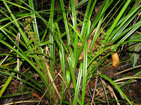 Becquerelia cymosa Brongn.的圖片