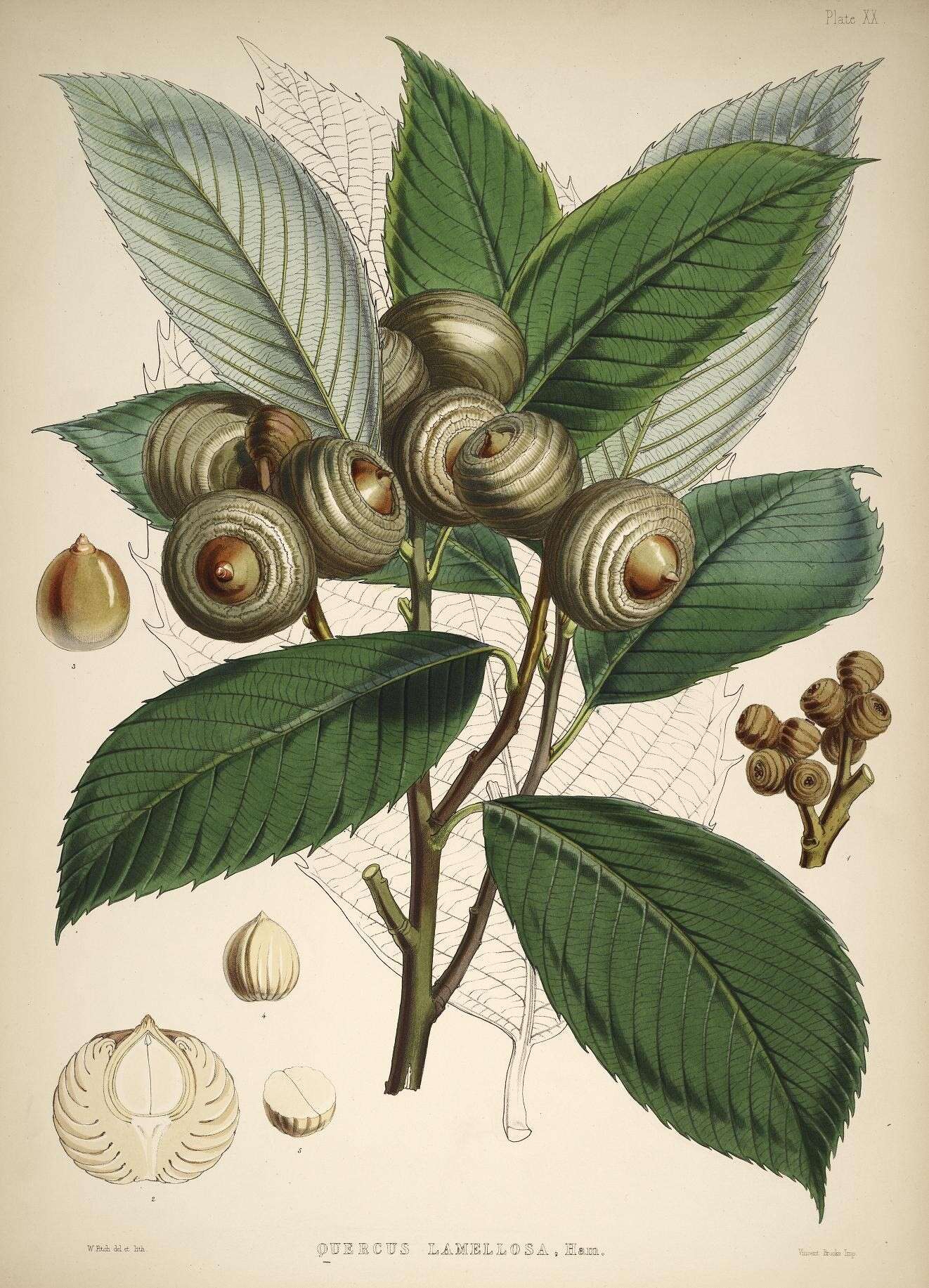 Sivun Quercus lamellosa Sm. kuva