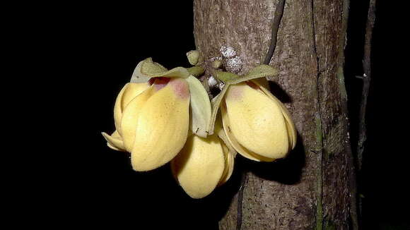 Image of Duguetia bahiensis Maas