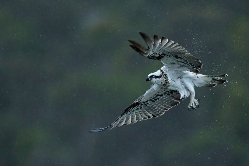 Image of Eastern Osprey