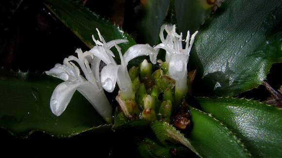 Image of Cryptanthus coriaceus Leme