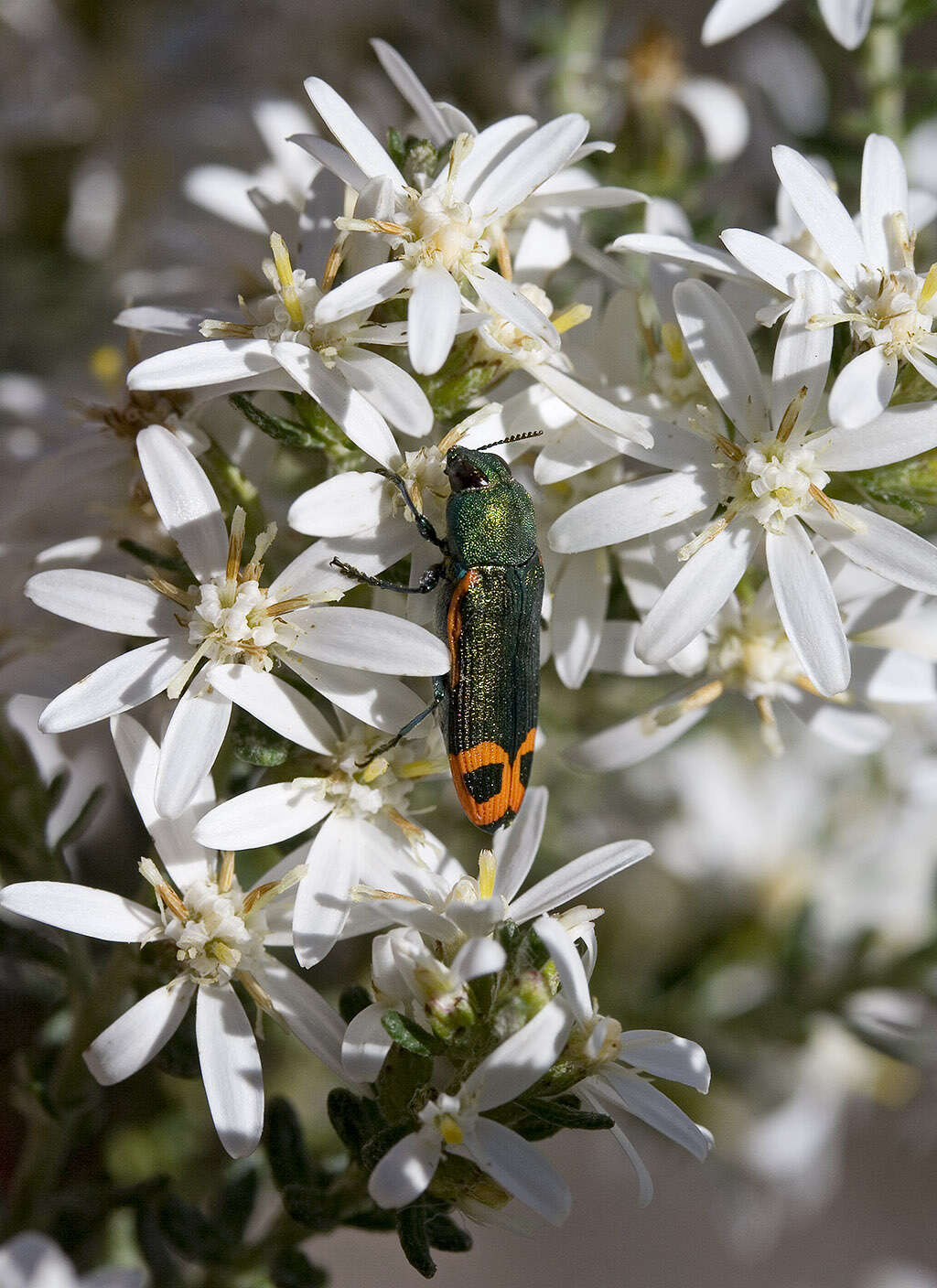 Castiarina ocelligera (Gory 1841) resmi