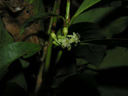 Image of Erythroxylum macrophyllum Cav.