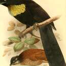 Parotia wahnesi Rothschild 1906的圖片