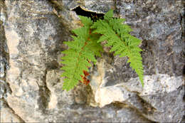 Image of fragile ferns