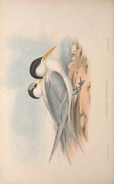 Image of Thalasseus bengalensis torresii Gould 1843