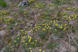 Image of Potentilla pusilla Host