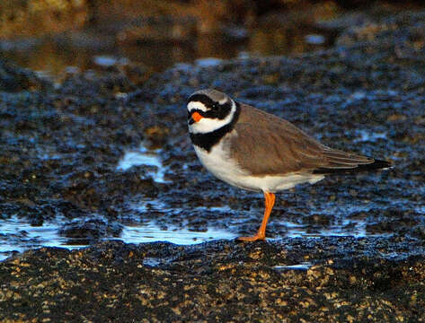 Image of Charadrius Linnaeus 1758