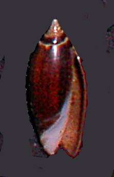 Image of Olivinae Latreille 1825