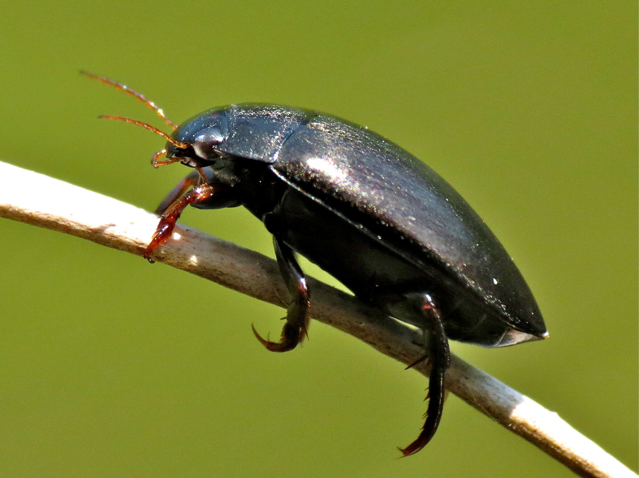 Image of Agabus (Gaurodytes) bipustulatus (Linnaeus 1767)