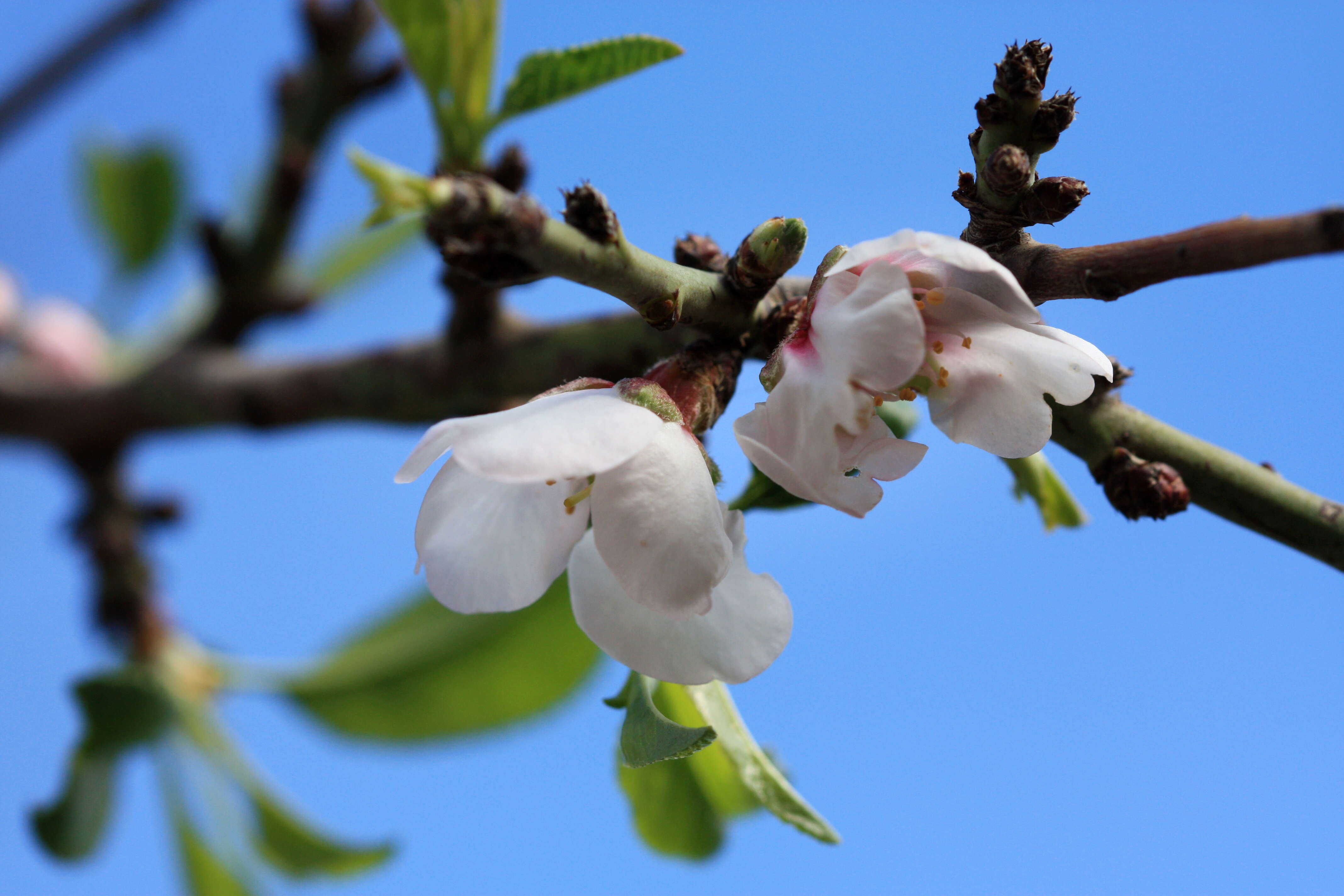 Imagem de Prunus
