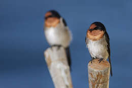 Imagem de Hirundo neoxena Gould 1842