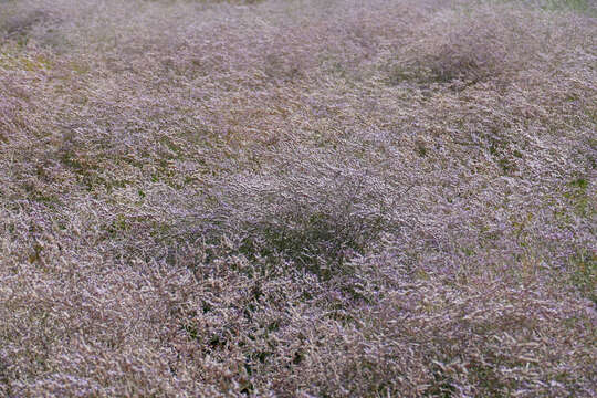 Image of Mediterranean sea lavender