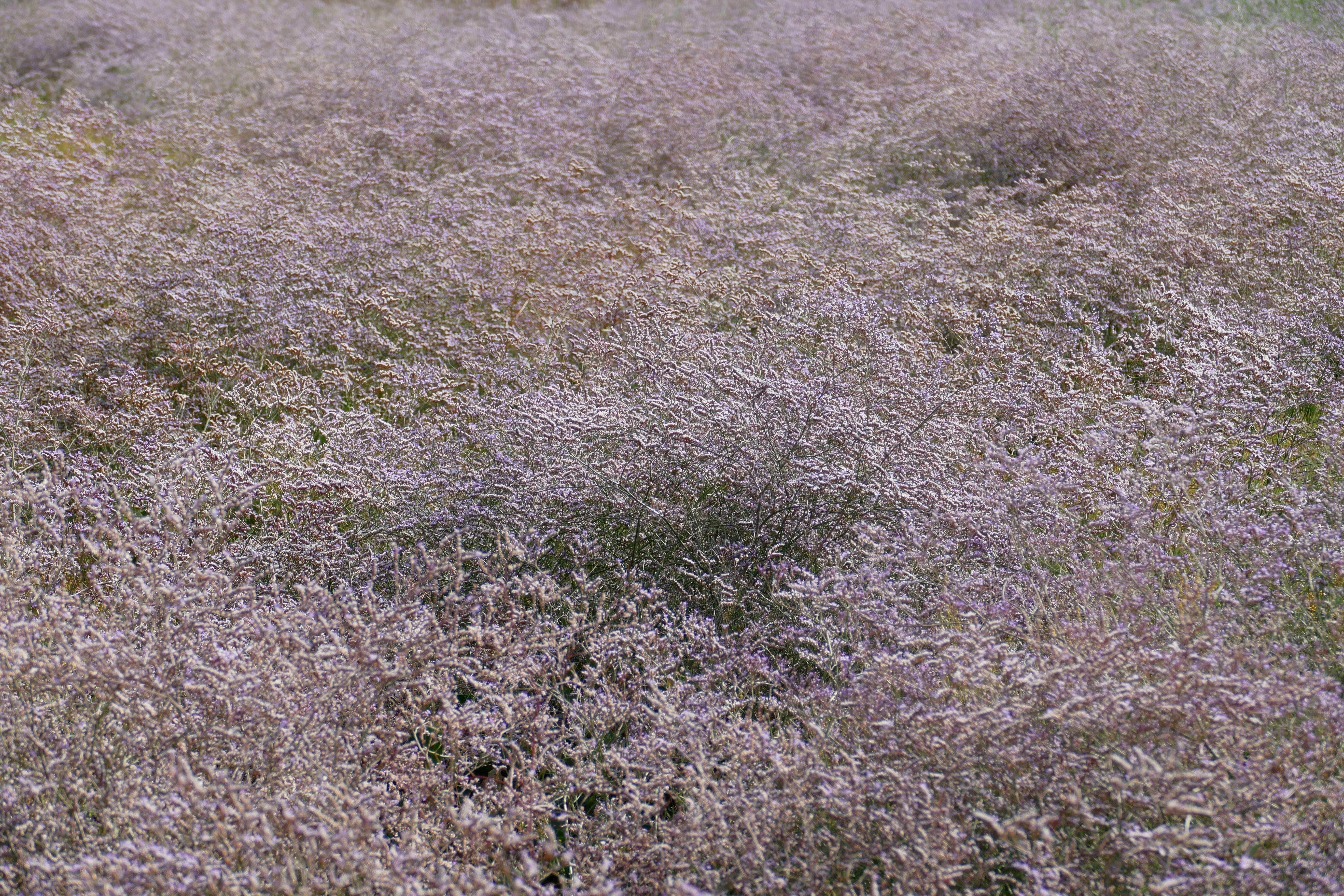 Image of Marsh Rosemary