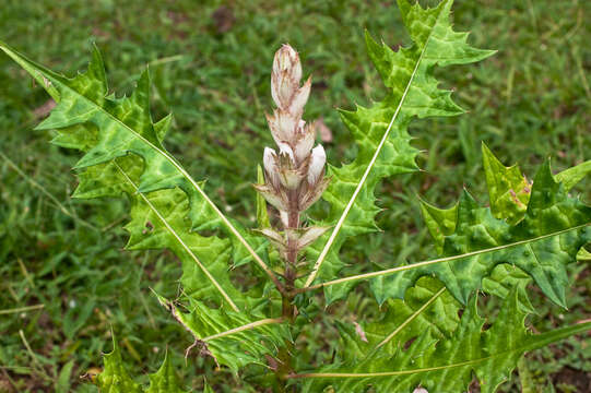 Image of Acanthus montanus (Nees) T. Anders.