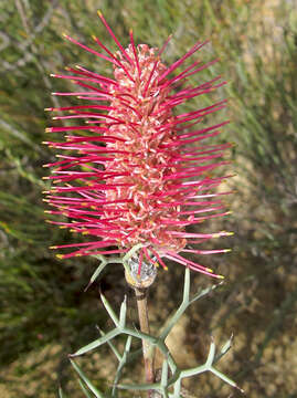 Image of Grevillea paradoxa F. Müll.