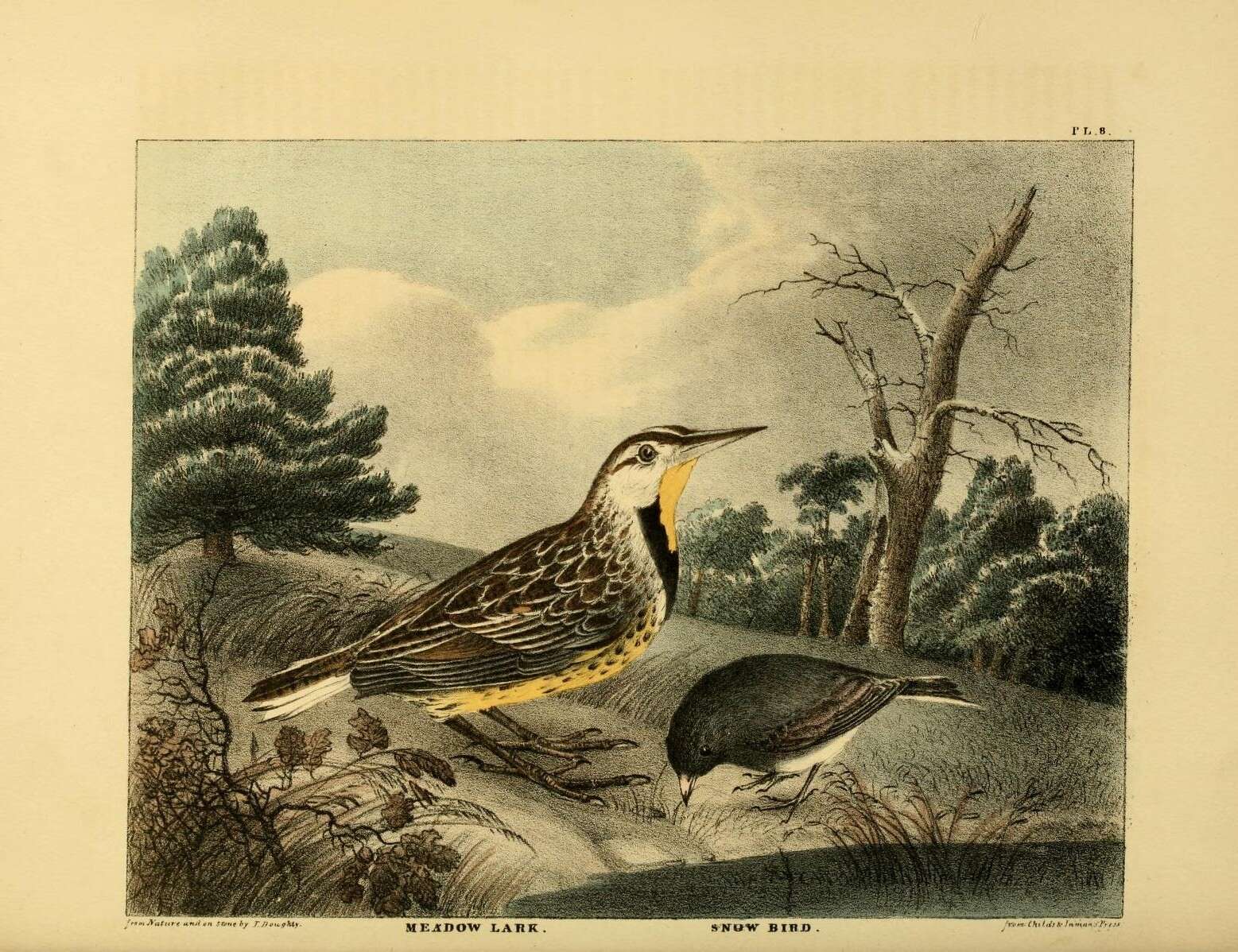 Слика од Sturnella Vieillot 1816