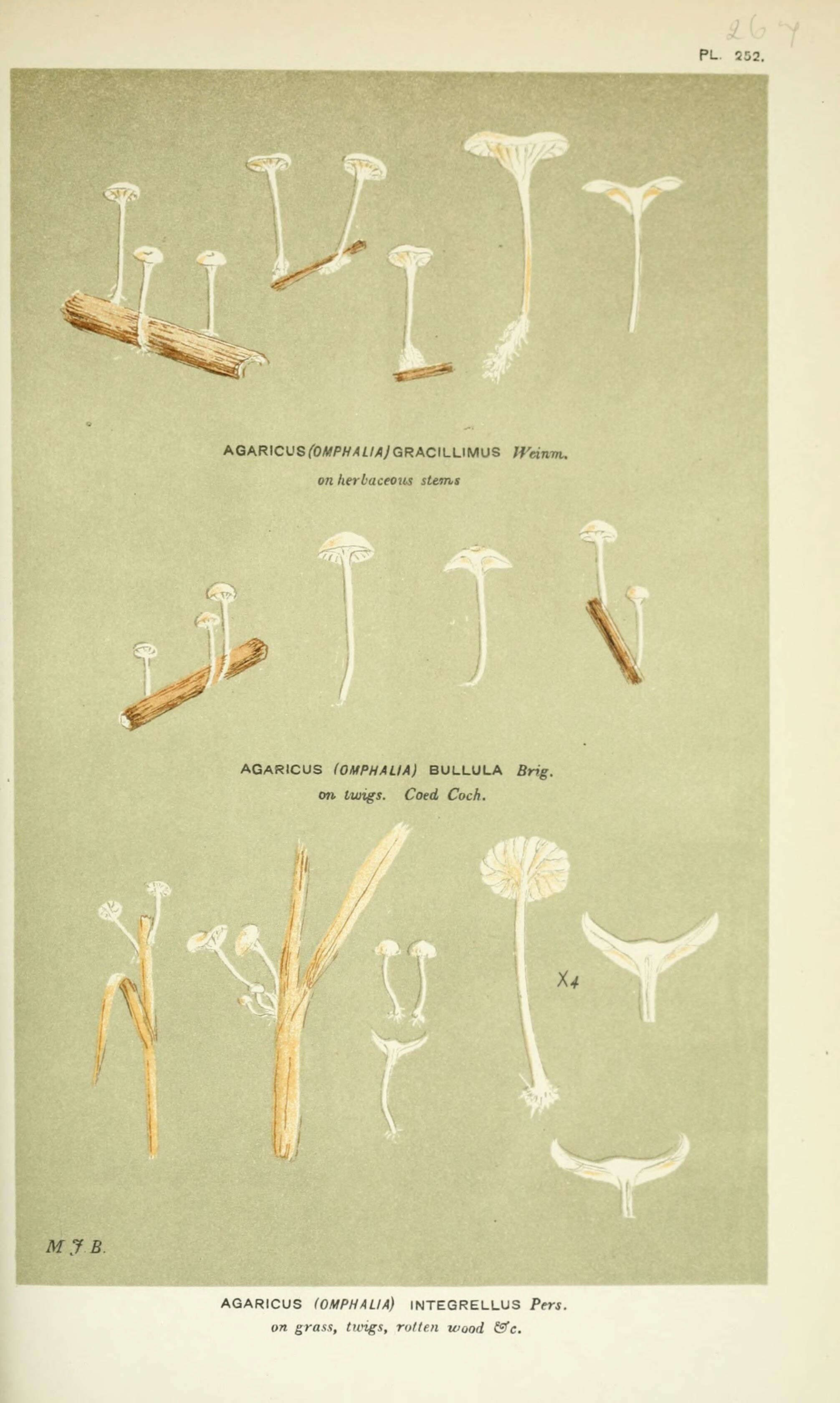 Image of Agaricus bullula