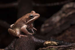 Image of Lithobates Fitzinger 1843