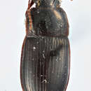 Image de Harpalus (Harpalus) convexus Faldermann 1836